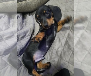 Dachshund Puppy for sale in HUNTINGTON PARK, CA, USA