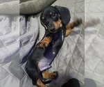 Small Dachshund