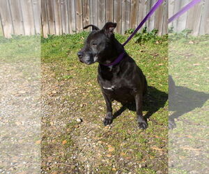 American Bulldog-Unknown Mix Dogs for adoption in Jackson, MS, USA