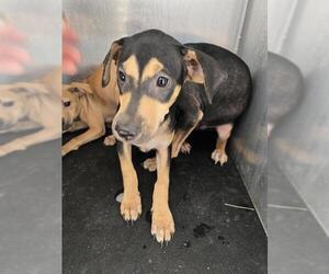Mutt Dogs for adoption in San Antonio, TX, USA