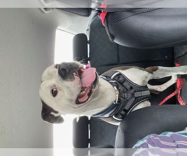 Medium Photo #5 American Staffordshire Terrier-Boxer Mix Puppy For Sale in San Juan Capistrano, CA, USA