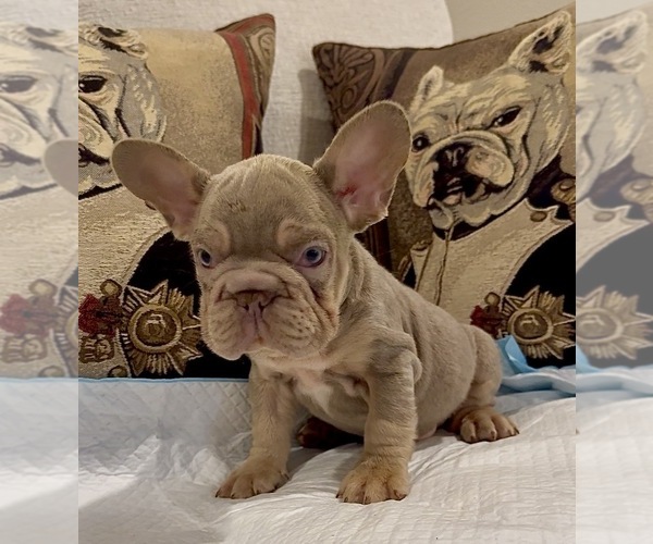 Medium Photo #1 French Bulldog Puppy For Sale in SACRAMENTO, CA, USA