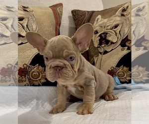 French Bulldog Puppy for sale in SACRAMENTO, CA, USA