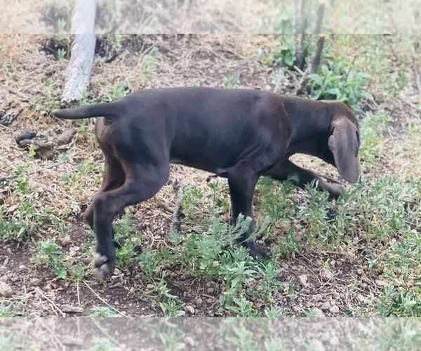 Medium Photo #38 German Shorthaired Pointer Puppy For Sale in DENVER, CO, USA