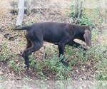 Small Photo #38 German Shorthaired Pointer Puppy For Sale in DENVER, CO, USA