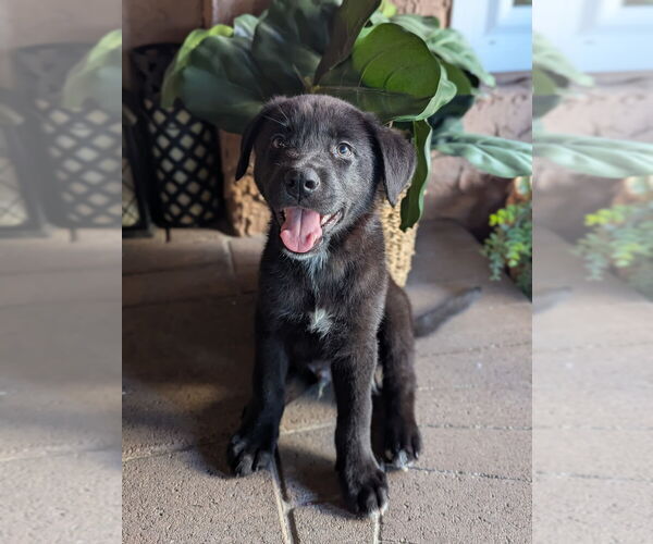 Medium Photo #1 Labrador Retriever-Unknown Mix Puppy For Sale in Dana Point, CA, USA