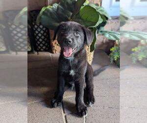 Labrador Retriever-Unknown Mix Dogs for adoption in Dana Point, CA, USA
