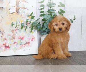 Goldendoodle Puppy for sale in BEL AIR, MD, USA