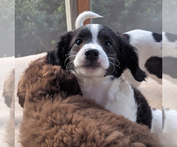 Medium Photo #4 Jack Russell Terrier-Unknown Mix Puppy For Sale in Vail, AZ, USA