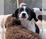 Small Photo #4 Jack Russell Terrier-Unknown Mix Puppy For Sale in Vail, AZ, USA