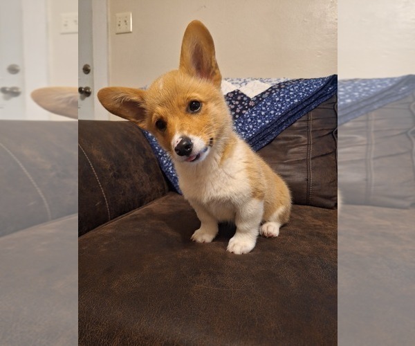 Medium Photo #5 Pembroke Welsh Corgi Puppy For Sale in SHILOH, OH, USA