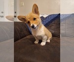 Small #4 Pembroke Welsh Corgi