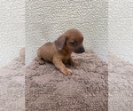 Small #10 Chiweenie-Jack Russell Terrier Mix