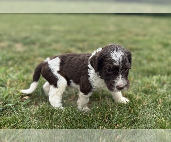 Medium Photo #5 Goldendoodle Puppy For Sale in HOWARD CITY, MI, USA