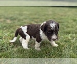 Small Photo #44 Goldendoodle Puppy For Sale in HOWARD CITY, MI, USA