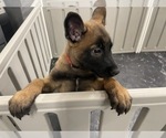 Small Photo #19 Belgian Malinois Puppy For Sale in REESEVILLE, WI, USA