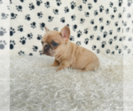 Small Photo #1 French Bulldog Puppy For Sale in FULTON, MD, USA