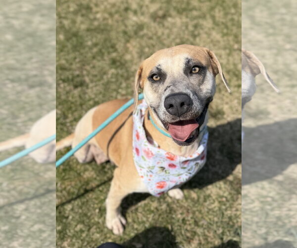 Medium Photo #3 Labrador Retriever-Unknown Mix Puppy For Sale in Jefferson, WI, USA