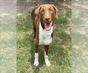 Labrador Retriever-Unknown Mix Dogs for adoption in Conroe, TX, USA