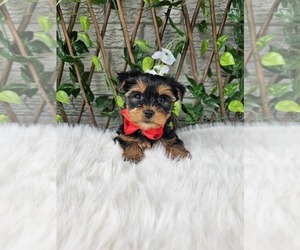 Yorkshire Terrier Puppy for sale in INDIANAPOLIS, IN, USA