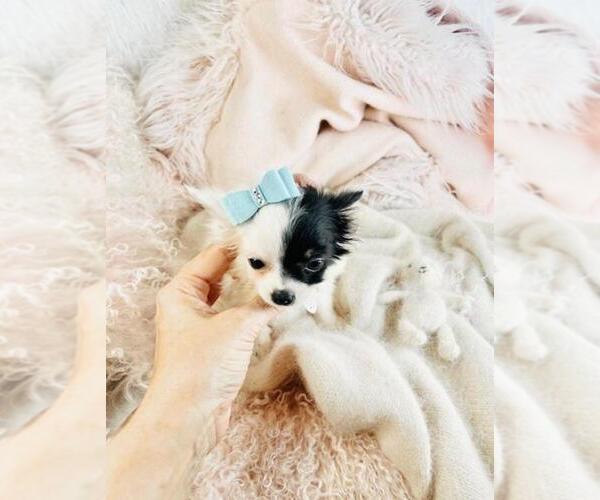 Medium Photo #3 Chihuahua Puppy For Sale in NAPLES, FL, USA