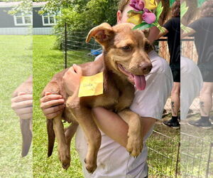 Doberman Pinscher-Unknown Mix Dogs for adoption in Minneapolis, MN, USA
