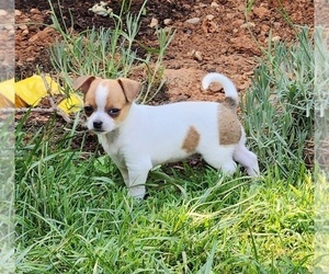 Chihuahua Puppy for sale in MOUNT AIRY, NC, USA