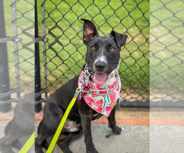 Medium Photo #17 Labrador Retriever-Unknown Mix Puppy For Sale in San Diego, CA, USA