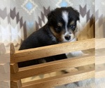 Small #5 Shel-Aussie