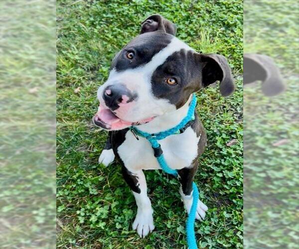 Medium Photo #2 Mutt Puppy For Sale in Sacramento, CA, USA