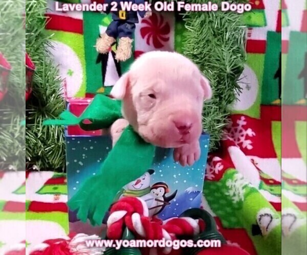 Medium Photo #22 Dogo Argentino Puppy For Sale in PINEVILLE, MO, USA
