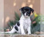 Small #1 Jack Russell Terrier Mix