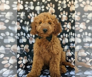 Goldendoodle (Miniature) Puppy for sale in CHRISTIANA, PA, USA