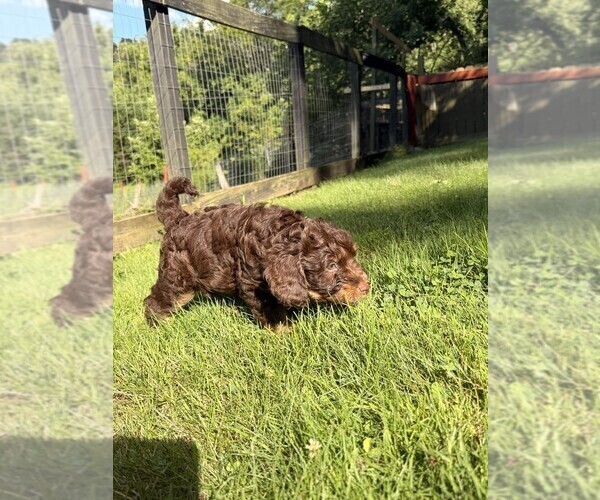 Medium Photo #21 Aussiedoodle Puppy For Sale in ASHEVILLE, NC, USA
