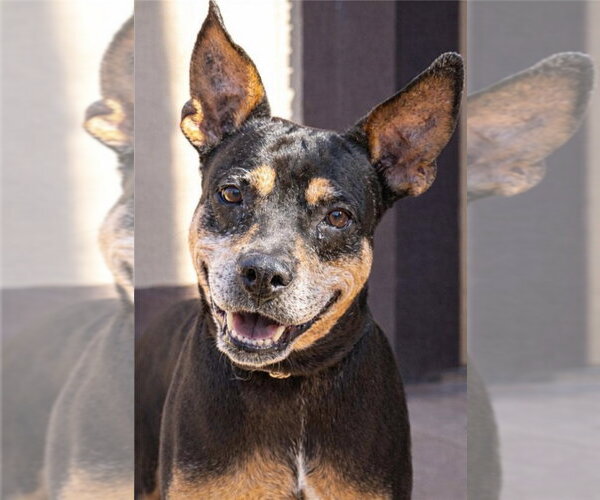 Medium Photo #17 Doberman Pinscher-Unknown Mix Puppy For Sale in Lake Forest, CA, USA