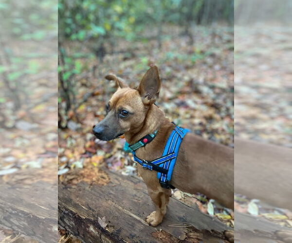 Medium Photo #6 Dachshund-Unknown Mix Puppy For Sale in Arlington, VA, USA