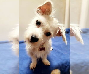 Cairn Terrier-Unknown Mix Dogs for adoption in Phoenix, AZ, USA