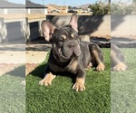 Small #6 French Bulldog