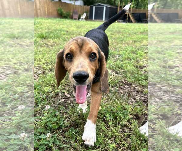 Medium Photo #1 Beagle Puppy For Sale in Greenville, SC, USA