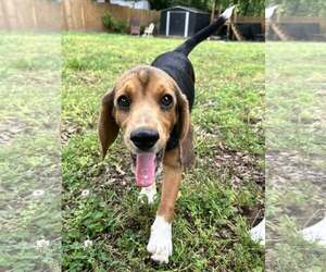 Beagle Dogs for adoption in Greenville, SC, USA