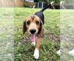 Small Beagle