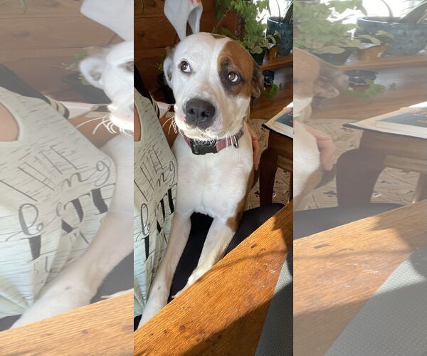 Medium Photo #5 Mutt Puppy For Sale in Duluth, MN, USA