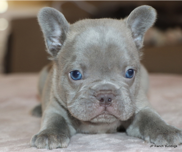 Medium Photo #13 French Bulldog Puppy For Sale in WINNSBORO, TX, USA