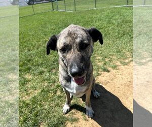 Anatolian Shepherd-Unknown Mix Dogs for adoption in Rootstown, OH, USA