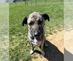 Small Anatolian Shepherd Mix