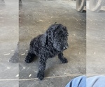 Small #12 Poodle (Standard)