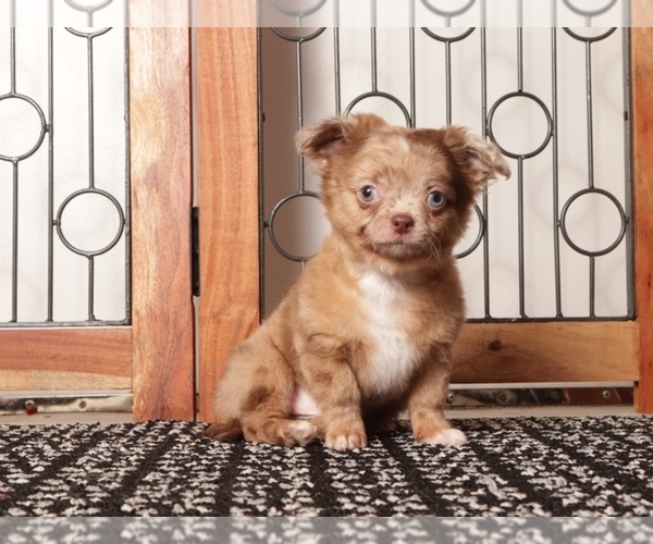 Medium Photo #2 Chihuahua Puppy For Sale in NAPLES, FL, USA