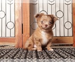 Small #1 Chihuahua