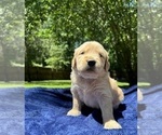 Small #2 Golden Retriever