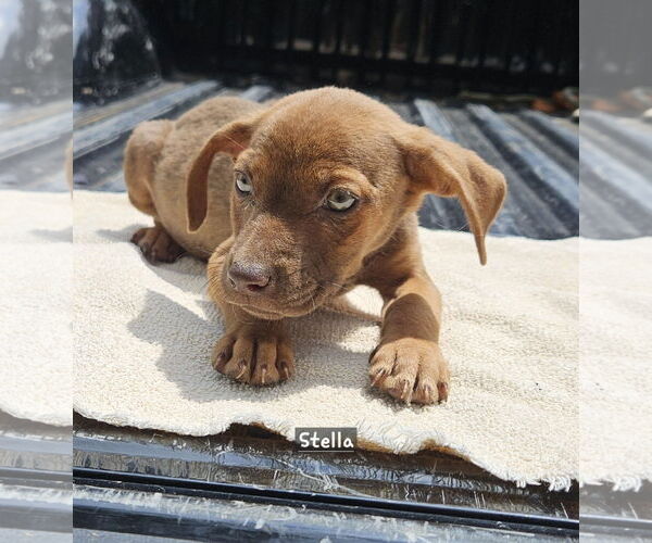 Medium Photo #2 Black Mouth Cur-Unknown Mix Puppy For Sale in Corinth, MS, USA
